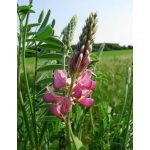 2in1 ültető+köszönő ajándék virágmagok